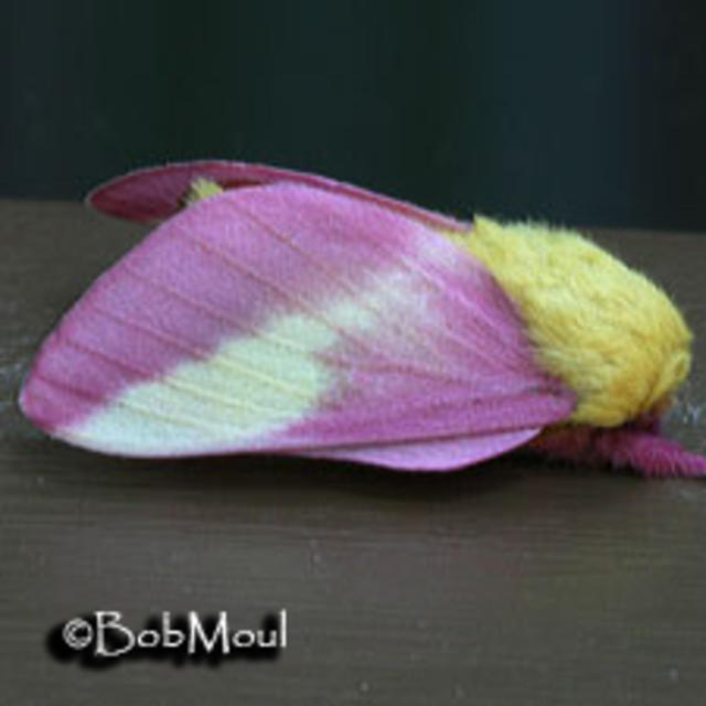 https://www.butterfliesandmoths.org/sites/default/files/styles/bamona_scale_and_crop_640px_by_640px/public/bamona_images/Dryocampa-rubicunda-Bob-Moul-234_0.jpg?itok=6tugqPDS