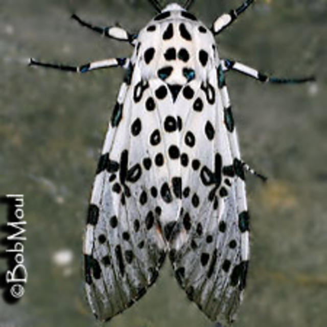 small white moth with black spots