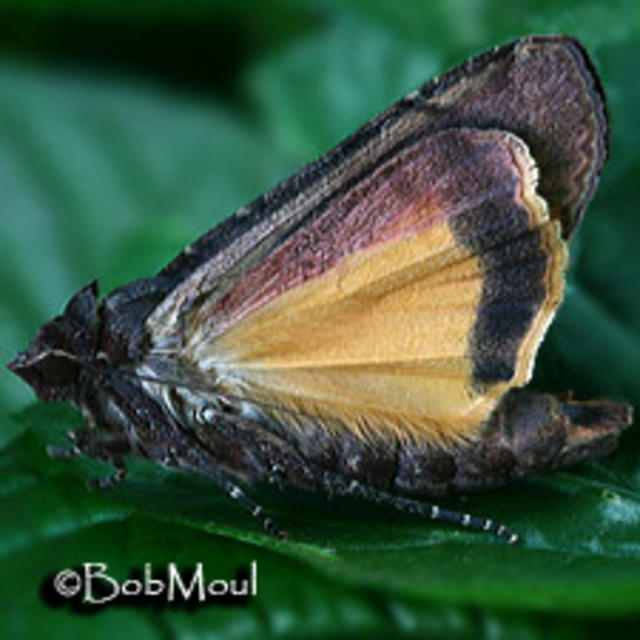 Fallon Bowman Porn - European Yellow Underwing Noctua pronuba (Linnaeus, 1758) | Butterflies and  Moths of North America
