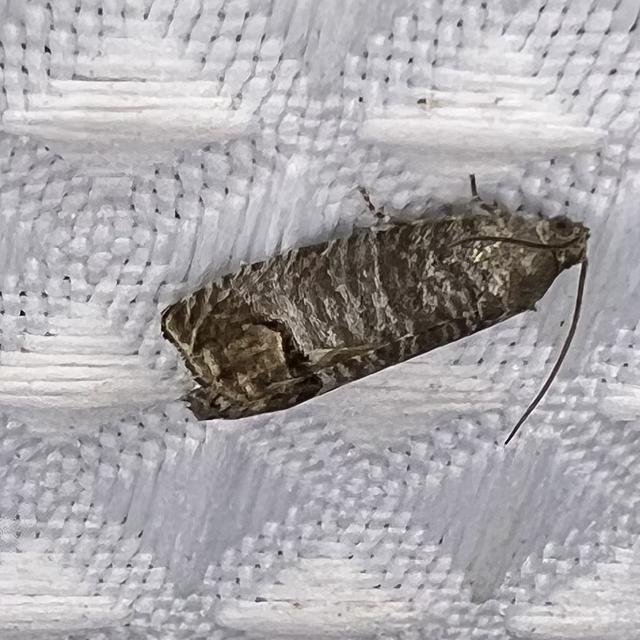 Codling Moth Cydia pomonella (Linnaeus, 1758) | Butterflies and Moths ...