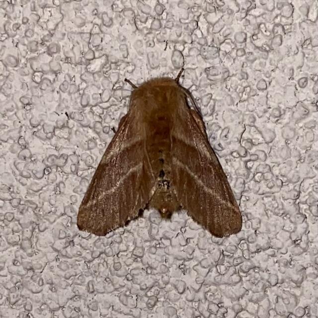 Gypsy moth sprays proposed in Kitsap