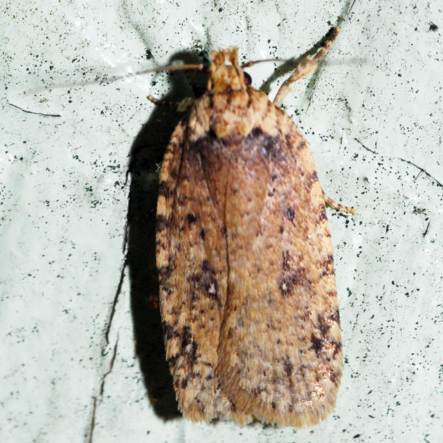 Agonopterix pulvipennella (Clemens, 1864) | Butterflies and Moths of ...