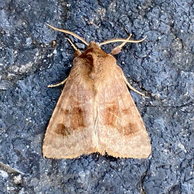 Shield-backed Cutworm Sunira decipiens (Grote, 1881)