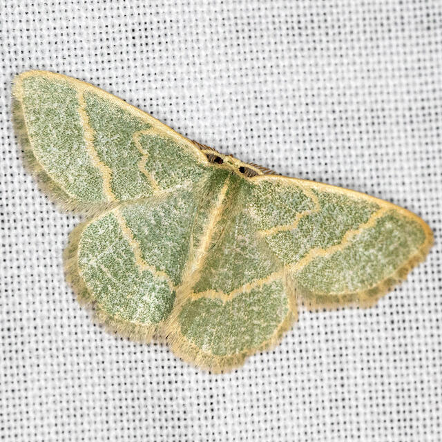 https://www.butterfliesandmoths.org/sites/default/files/styles/bamona_scale_and_crop_640px_by_640px/public/bamona_images/blackberry-looper-moth-823_8975a.jpg?itok=TwXCx_AG