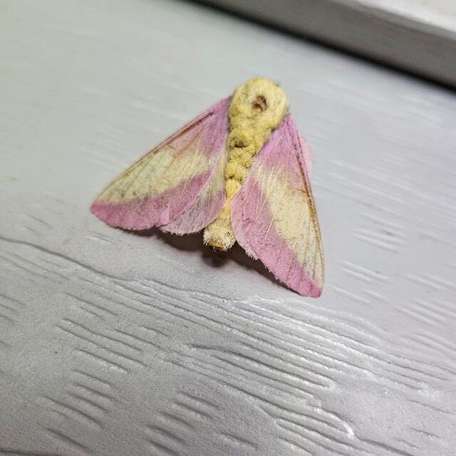 rosy maple moth flying