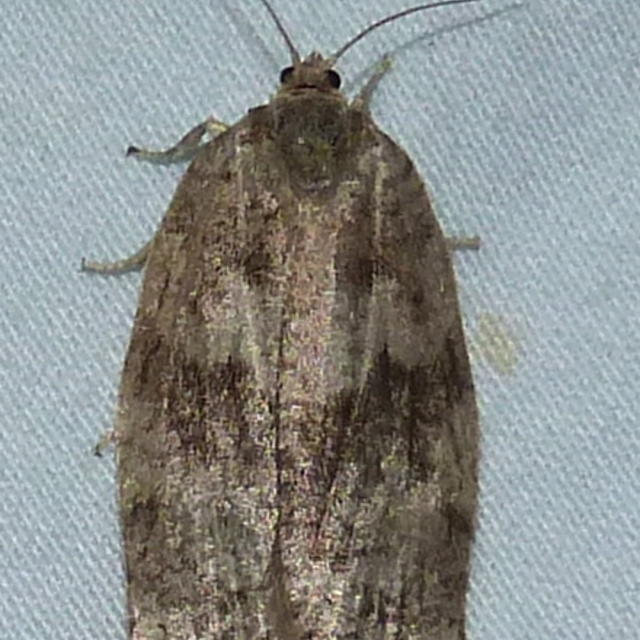 Large Aspen Tortrix Moth Choristoneura conflictana (Walker, 1863 ...