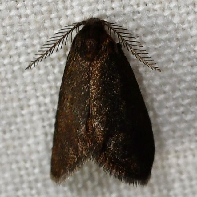 Common Bagworm Moth Psyche casta (Pallas, 1767) | Butterflies and Moths ...