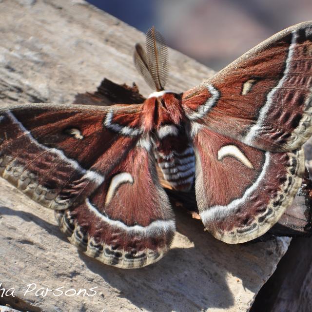 Ceanothus silkmoth Hyalophora euryalus (Boisduval, 1855