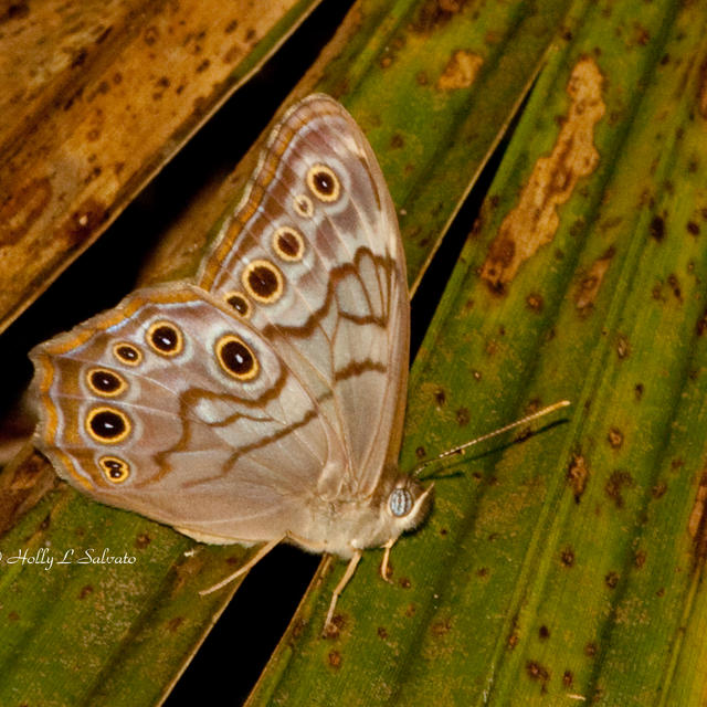 Butterfly Pearly – Elizabeth Anthony