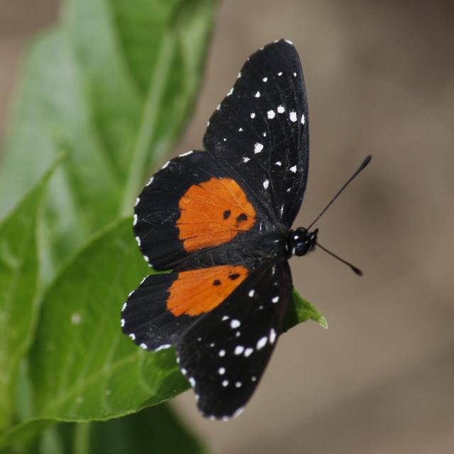 Crimson Patch Chlosyne janais (Drury, 1782) | Butterflies