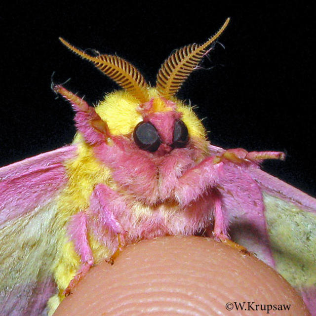 pink and yellow fuzzy moth