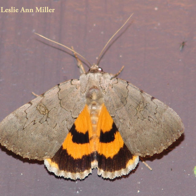 https://www.butterfliesandmoths.org/sites/default/files/styles/bamona_scale_and_crop_640px_by_640px/public/bamona_images/dsc05134aa.jpg?itok=vyyDHEy2