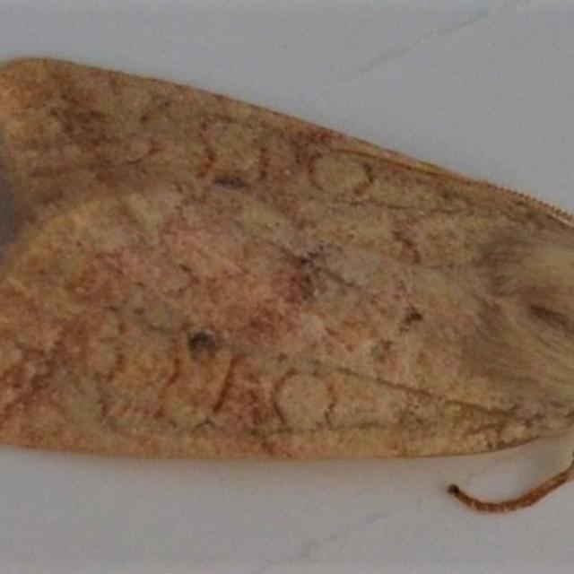 https://www.butterfliesandmoths.org/sites/default/files/styles/bamona_scale_and_crop_640px_by_640px/public/bamona_images/dsc_0016_2_17.jpg?itok=WINFfaAi