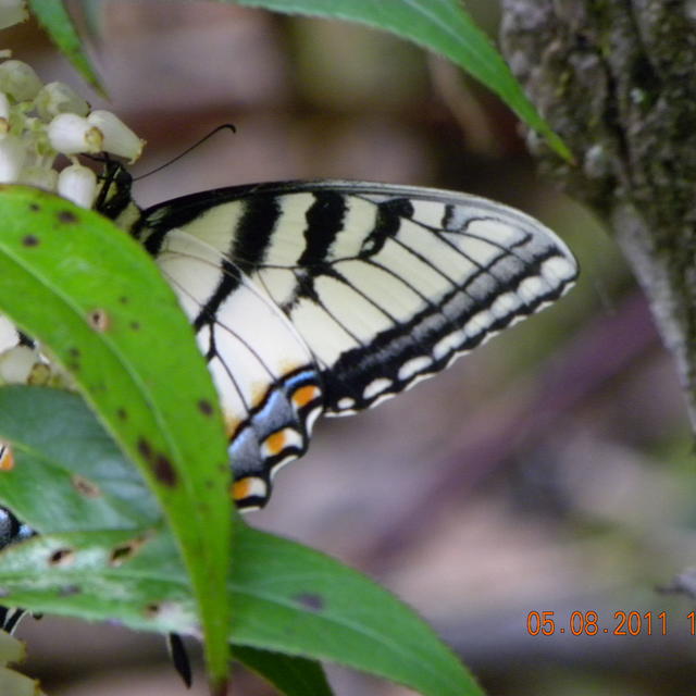 Appalachian Tiger Swallowtail Papilio appalachiensis (Pavulaan 