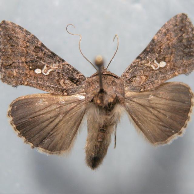 Cabbage Looper Moth Trichoplusia ni (Hübner, 1800-1803) | Butterflies ...