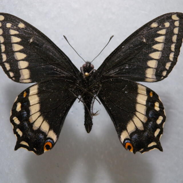 Indra Swallowtail Papilio indra Reakirt, 1866 | Butterflies and 