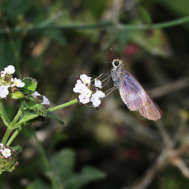 File:abelha-cachorro - Trigona spinipes - em flor de açoita-cavalo-graúdo  Luehea grandiflora Mart. & Zucc. (Malvaceae) 02.jpg - Wikimedia Commons