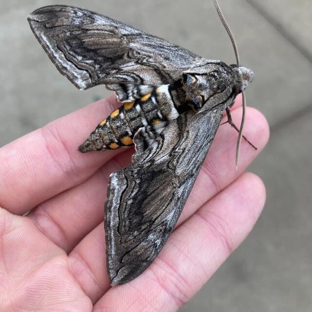 https://www.butterfliesandmoths.org/sites/default/files/styles/bamona_scale_and_crop_640px_by_640px/public/bamona_images/five_spotted_hawk_moth_wings.png.jpeg?itok=zN2Vzh9B