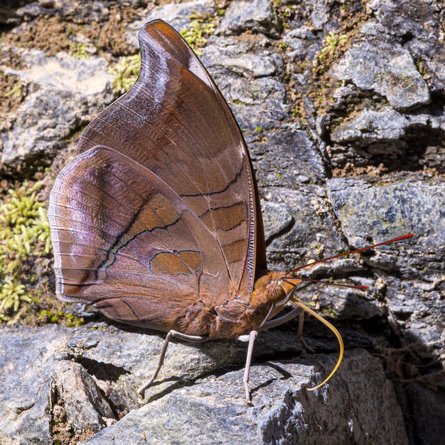 Butterfly - Full Length Legging – Granville Island Treasures