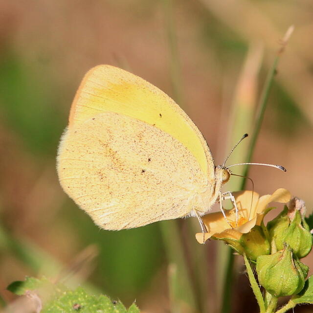 YELLOW FEATHERS – ENI'S