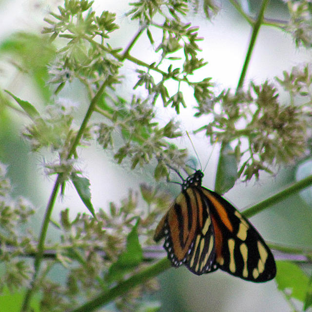 Monarch Butterfly – Curious Critters