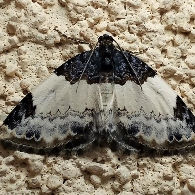 File:White Cedar Moth (5482048270).jpg - Wikimedia Commons