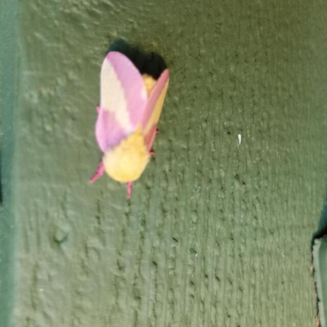 Rosy maple moth - Save Our Green