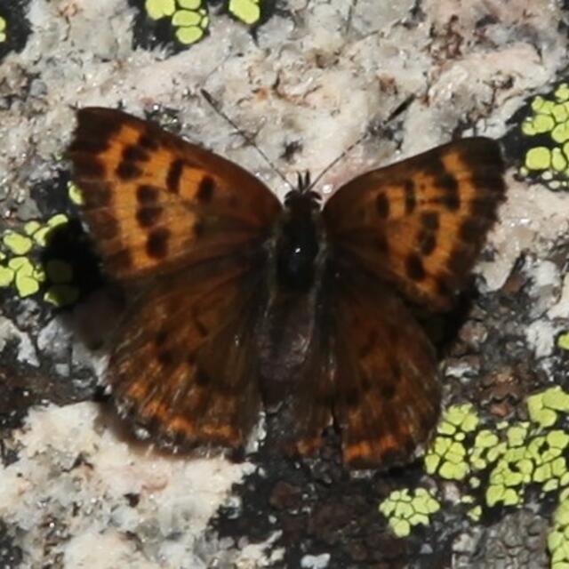 Purplish Copper Lycaena helloides (Boisduval, 1852) | Butterflies 