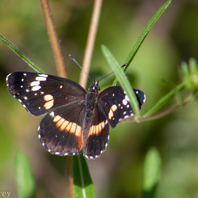 Butterfly Patch – smol