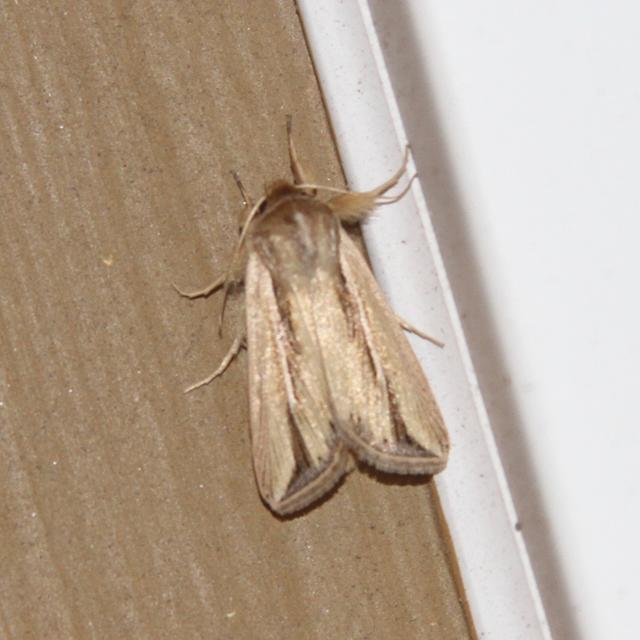 Wheat Head Armyworm Moth Dargida diffusa (Walker, 1856) | Butterflies ...