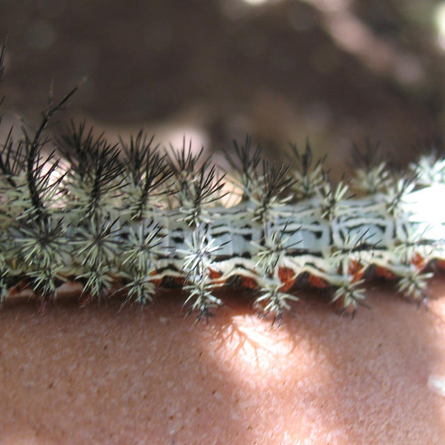 File:CSIRO ScienceImage 1996 A White Cedar Moth Caterpillar.jpg - Wikimedia  Commons