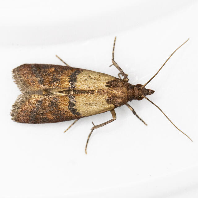 Indianmeal moth - Plodia interpunctella (Hubner)