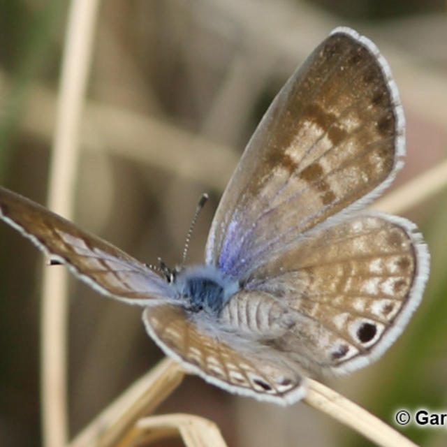 and Moths marina | North Leptotes 1868) of Marine (Reakirt, America Blue Butterflies