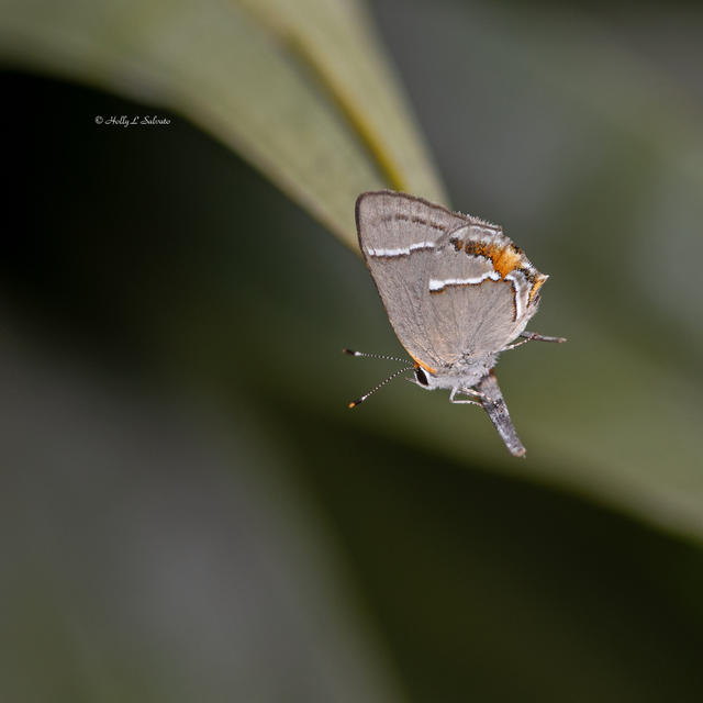 Red-banded Hairstreak - Alabama Butterfly Atlas