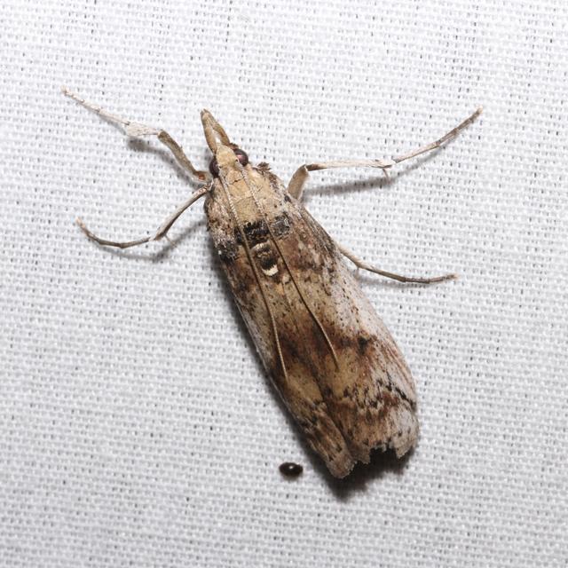 Cactus Moth Cactoblastis cactorum (Berg, 1885) | Butterflies and Moths ...