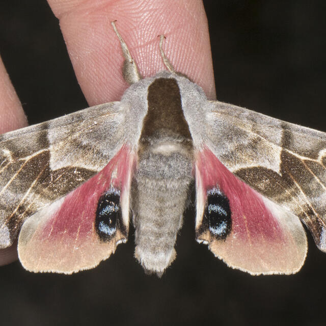 Eyed Hawk-moth  Butterfly Conservation