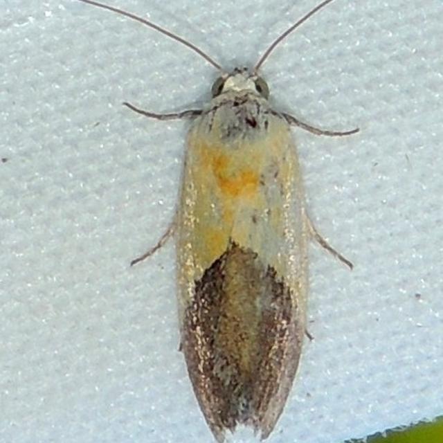 https://www.butterfliesandmoths.org/sites/default/files/styles/bamona_scale_and_crop_640px_by_640px/public/bamona_images/ponometia_semiflava_-_the_half-yellow_-_hodges9085_at_hq_cropped_7-1-14_sjm_74.jpg?itok=XHe7W06r