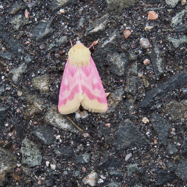 https://www.butterfliesandmoths.org/sites/default/files/styles/bamona_scale_and_crop_640px_by_640px/public/bamona_images/primrose_moth_3.jpg?itok=EYfePGja