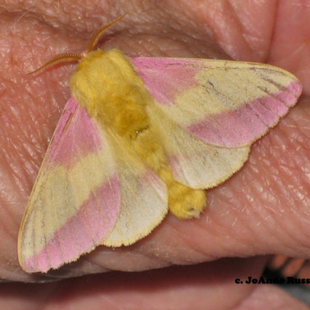Rosy maple moth Dryocampa rubicunda (Fabricius, 1793)