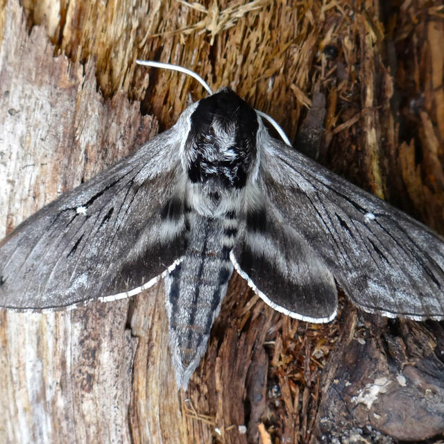 Poecila sphinx Sphinx poecila Stephens, 1828 | Butterflies and