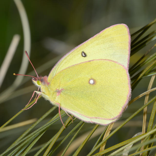 Western Sulphur Colias occidentalis North and America 1862 of Butterflies Moths Scudder, 