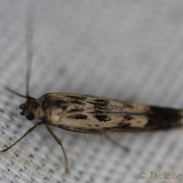 Chenopodium Scythris Moth Scythris limbella (Fabricius, 1775 ...