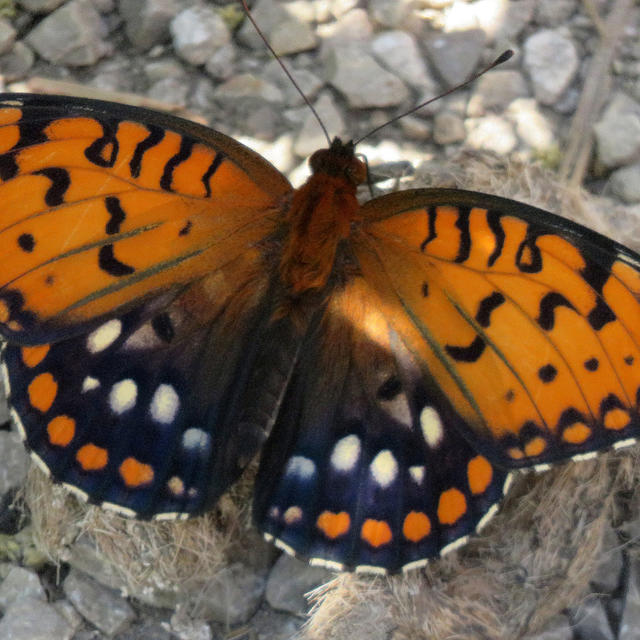 Regal Fritillary Speyeria idalia (Drury, 1773) | Butterflies and Moths ...